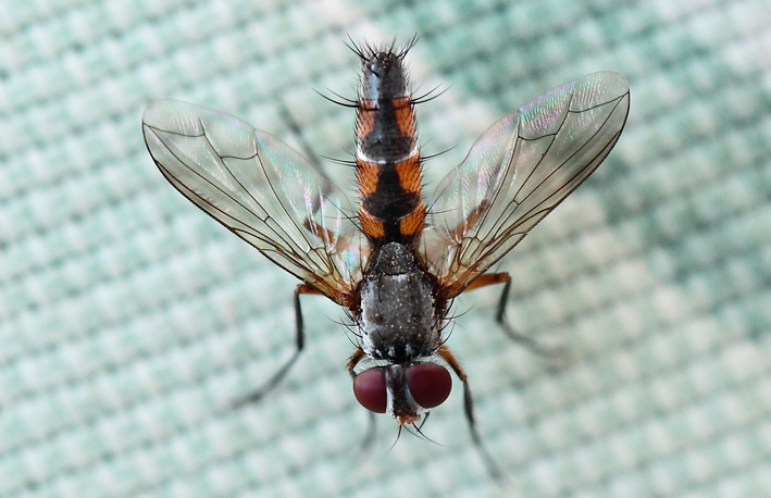 Tachinidae?(Rwanda)